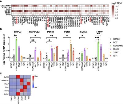 Circulating tumor-associated antigen-specific IFNγ+4-1BB+ CD8+ T cells as peripheral biomarkers of treatment outcomes in patients with pancreatic cancer